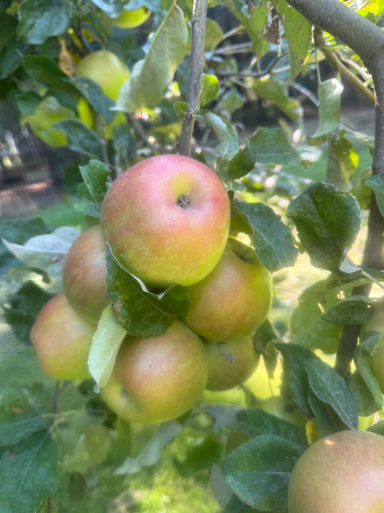 Apples ripening in the orchard