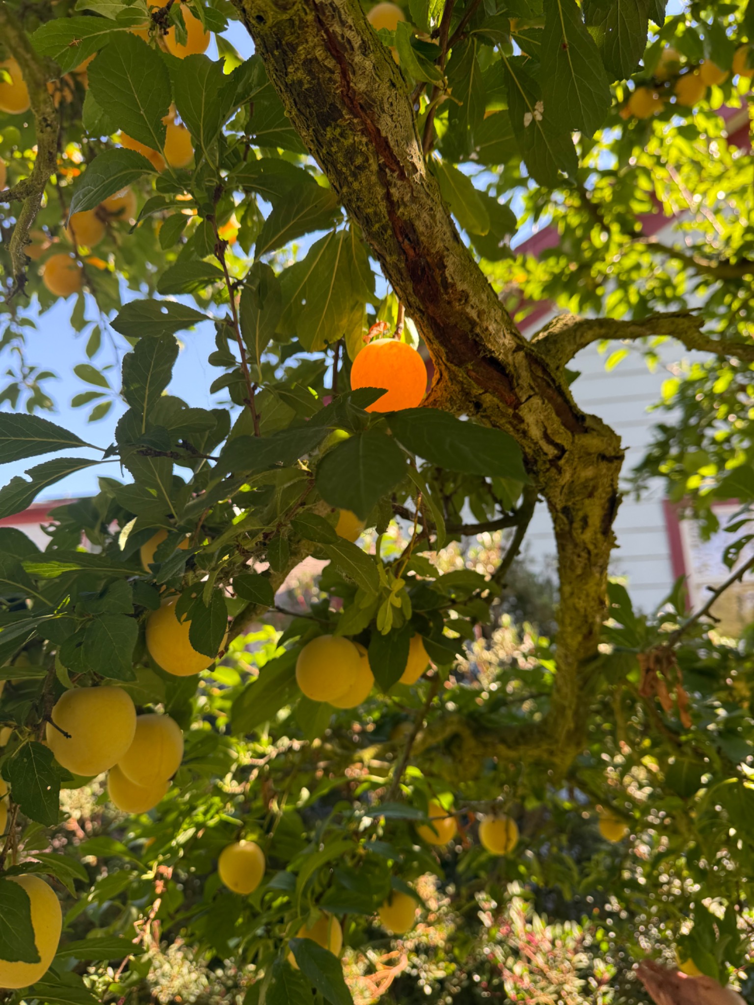 Golden Green Gage plums glowing in sunlight on a tree at Stem & Stone Orchard