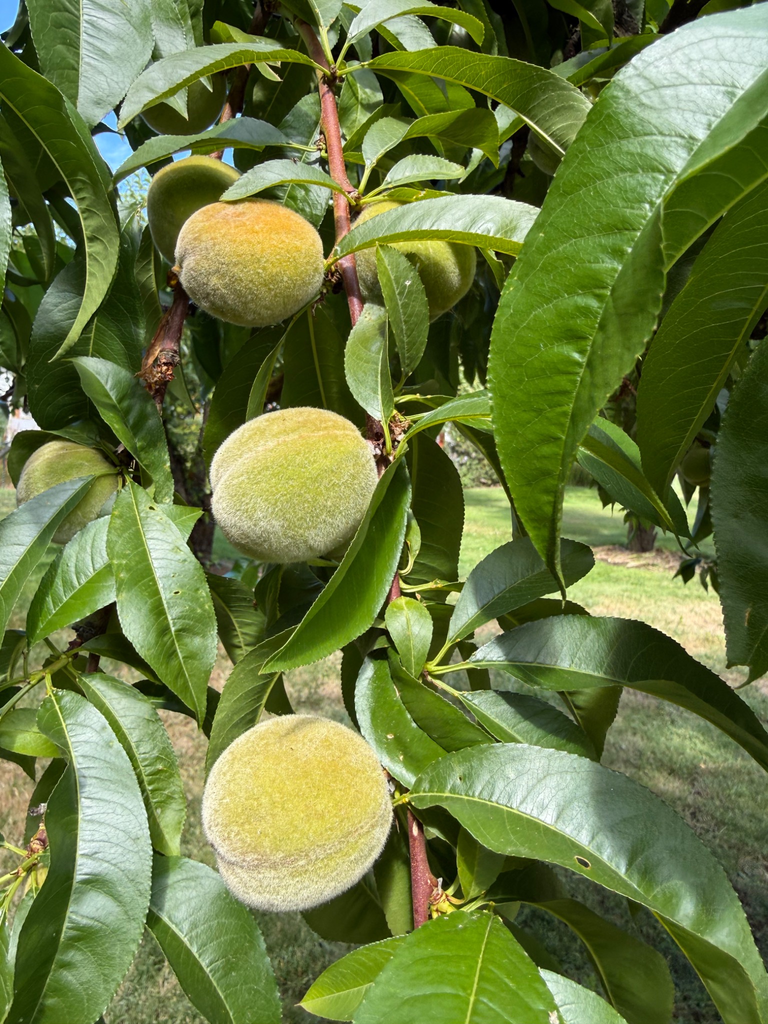 Peaches ripening on a tree