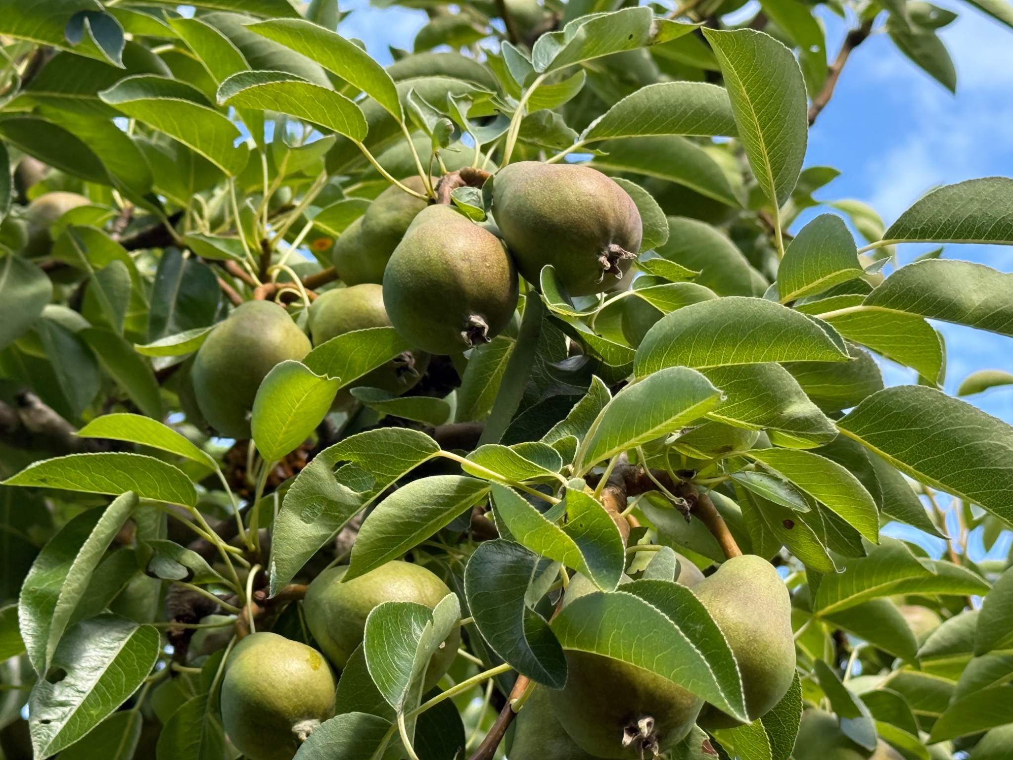 Bartlett pears growing among green leaves